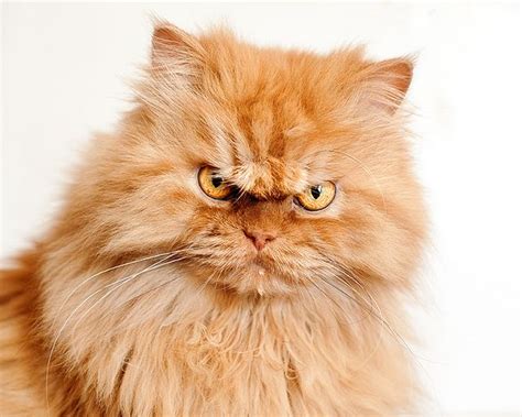 angry persian kitten|are persian cats aggressive.